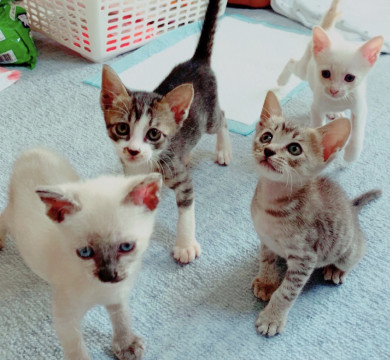 2ヶ月くらいのきょうだいです