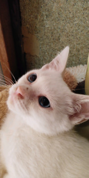 ブルーアイの白猫