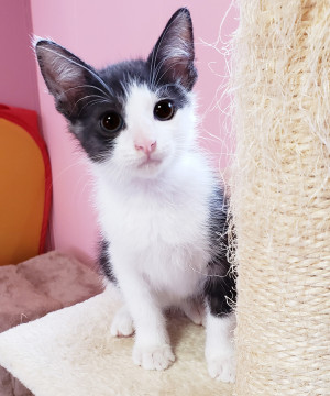 人も猫も大好き♪どこでもついていくよ♪