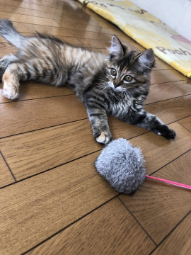 ムギワラ長毛ちゃん