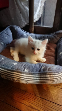 真っ白ふわふわな女のコ