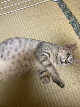 人馴れ抜群のキジ