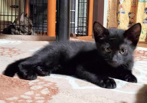 お目目のかわいい3ヶ月の黒猫くん