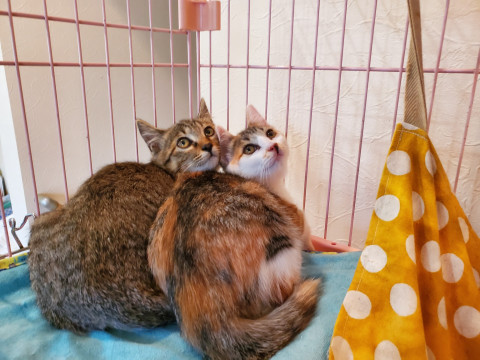 仲良し姉妹です