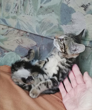 ちゃーみータビーちゃん