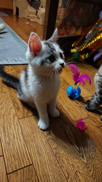 さわり心地抜群！甘えん坊の男の子