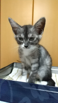 フェネック風の不揃いの靴下を履いた猫