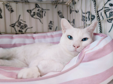甘ったれブルーアイの白猫❤多頭崩壊