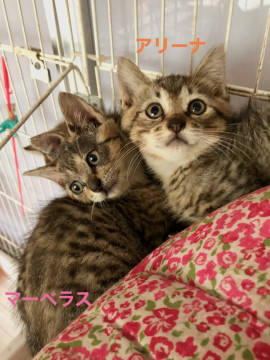 キジ子猫のきょうだい「ア・マ・ビ・エ」