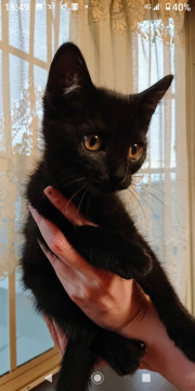 お目めクリクリ黒猫ちゃん