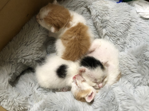 可愛い2色猫ちゃん♡シロクロ