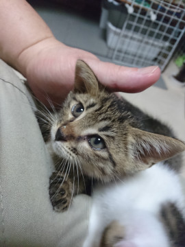 よくなつくキジトラの女の子