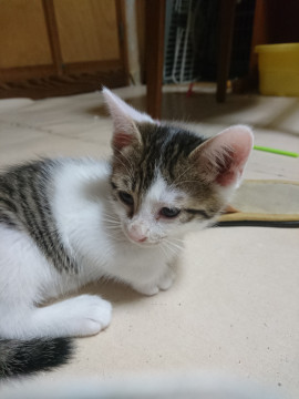 よくなつくキジ白の男の子