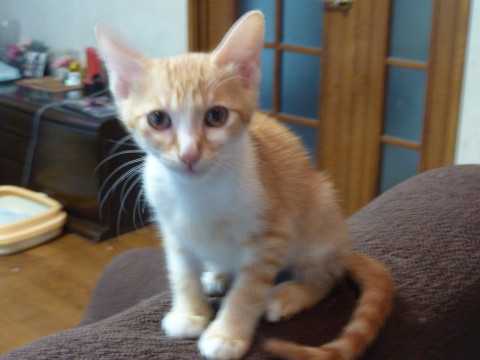 足の長い茶トラ白