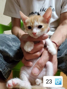 2020.5.4生まれの子猫