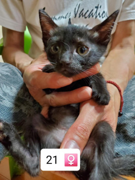 2020.5.8生まれ子猫