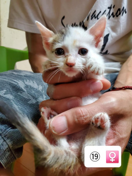 2020.5.8生まれ子猫