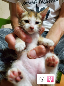 2020.5.8生まれ子猫