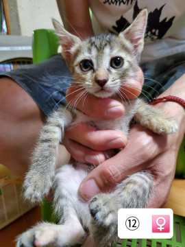2020.5.4生まれ子猫