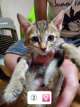 2020.5.4生まれ子猫