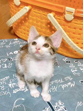 みみちゃんのずっとのお家募集中