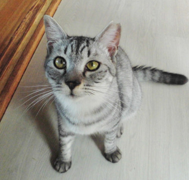 動画★天から授かりし才能★お馬鹿の天才