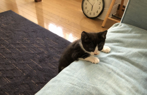 ふわふわハチワレくん