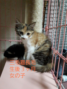 美少女三毛猫さん