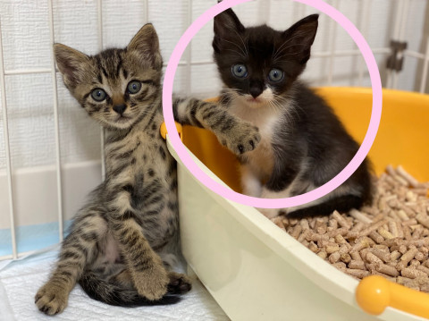 【1ヶ月半】② 黒白♀ 甘えん坊