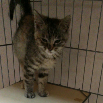 抱っこ大好き甘えっこの女のこ