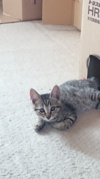 兄弟は先に里親さんが見つかりました