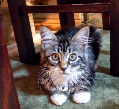 【代理】長毛種の女の子★生後3ヶ月