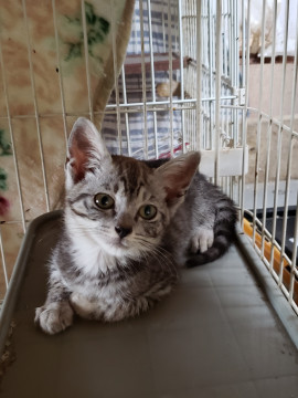 シルバーグレーのキジトラ、３ヶ月