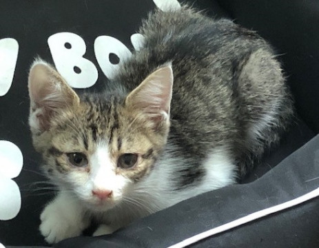 サバシロの子猫です。