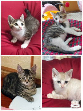 子猫4匹　里親さん募集