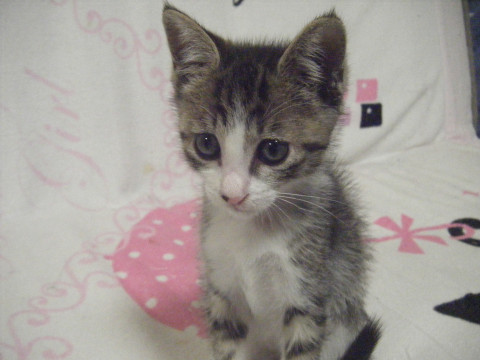 生後2か月過ぎの子猫たち