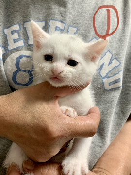 かわいい残念白猫君5月10日生まれ