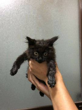 長毛ネコ君❣️