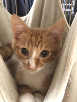 生後4ヶ月の美男子