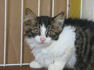 めちゃくちゃに可愛いキジ白兄妹！