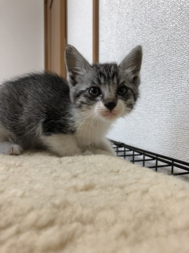 可愛い雉白のおんなの子