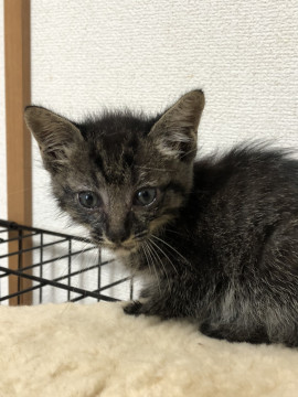 ちいさな黒キジ虎ぼうや