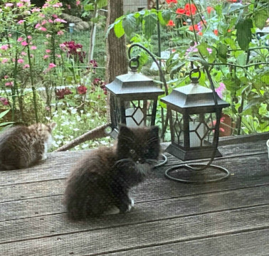 ソックス長毛黒白子猫さん　おうち募集中！