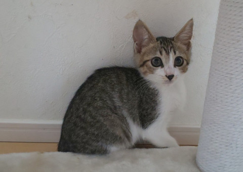 美人なキジ白ちゃん