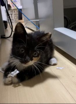 人懐っこいチビちゃん