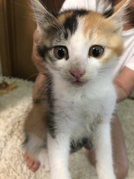 可愛い三毛猫ちゃん♡