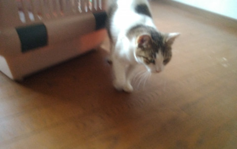 白多めのキジ女の子