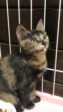 可愛らしいさびにゃんちゃん