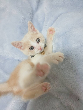 あちょー！可愛いパステル茶白の女の子