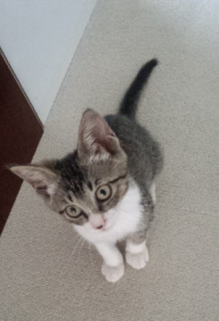 ちょっと食いしん坊姫　ハートマークぶち